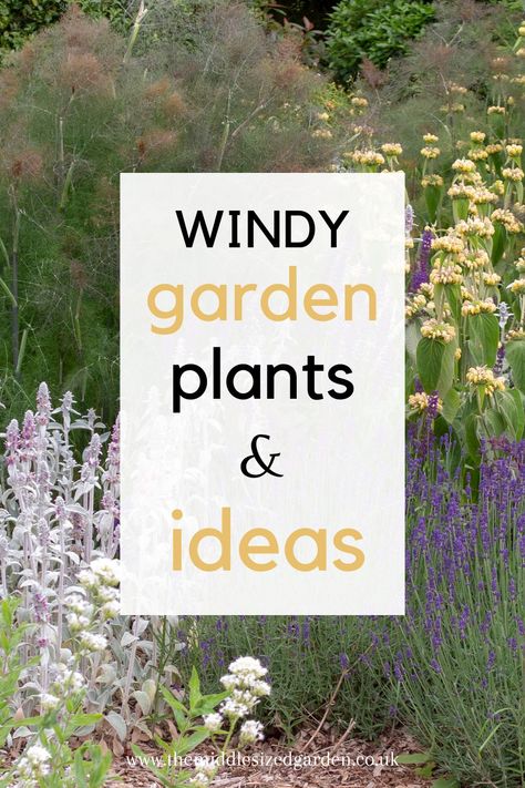 Windy garden plants and solutions Windy Backyard Solutions, Plants For Windy Areas, Windy Garden Ideas, Low Maintenance Garden Design, Urban Gardens, Garden Privacy, Budget Garden, Garden Solutions, Garden Design Layout