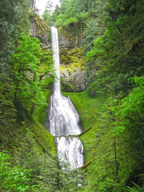 Pup Creek Falls - Clackamas River, Oregon Clackamas Oregon, Oregon Adventures, Beautiful Oregon, Oregon Road Trip, River Trail, Oregon Travel, Day Hike, Places To See, State Parks