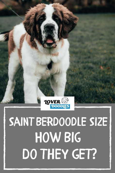 Saint Berdoodle size- How big do they get? They can get anywhere from 40-180, but in some cases smaller. And now you know the differences between a standard and a mini Berdoodle. There are excellent pros and cons to each size. But the best part is that your breeder can help you determine which fits your needs. Read full post! #SaintBerdoodle Saint Berdoodle, Doodle Dog Breeds, St Berdoodle, Open Roads, Bernedoodle Puppy, Mini Poodles, Dream Dog, Doodle Dog, Lap Dogs