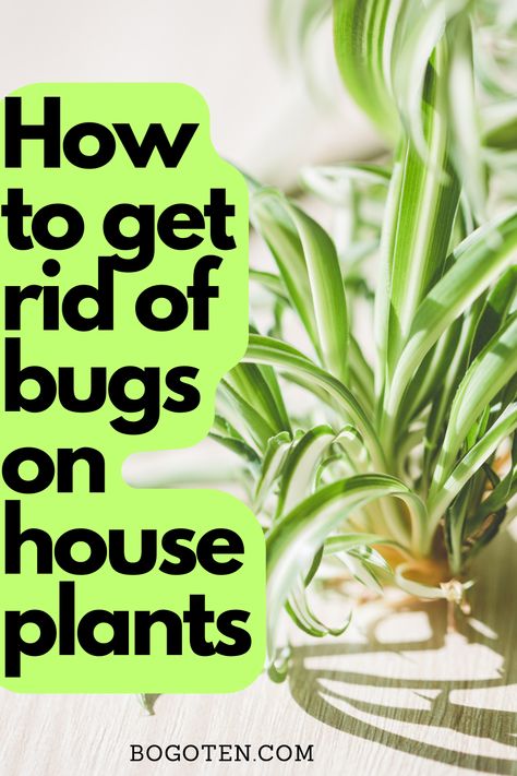 spider plants, how to get rid of bugs on houseplants Bugs In House Plants How To Get Rid Of, How To Get Rid Of Bugs On Plants, Tiny Bugs In House Plants, Indoor Plant Bugs How To Get Rid, How To Get Rid Of Aphids On Plants, Bugs In House Plants, Bugs On Indoor Plants, Getting Rid Of Nats, Aphids On Plants