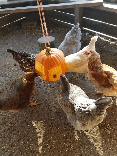 Try This DIY Hanging Pumpkin Treat | Pampered Chicken Mama Chicken Feeding Ideas, Reban Ayam, Chicken Mama, Chicken Coup, Chicken Toys, Chicken Feeders, Backyard Chicken Farming, Chicken Treats, Coops Diy