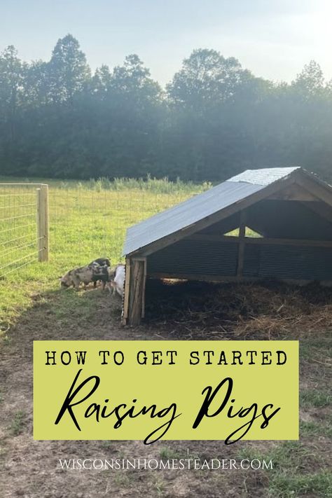 Raising Pigs, Re A, Pigs, Talk About, Wisconsin, Get Started, To Start, At Home, Meat