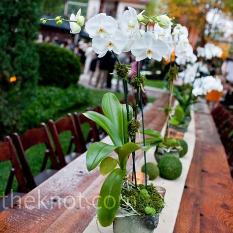 I love orchids.  And if I use them as centerpieces, people could take them home if they like. Potted Orchid Centerpiece, Orchid Centerpieces Wedding, Potted Orchid, Centrepiece Ideas, Orchid Centerpieces, Orchid Wedding, Reception Centerpieces, Orchid Arrangements, Orchid Care