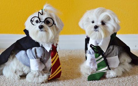 Harry Potter Maltese 😁 Harry Potter Dog Names, Geeky Halloween Costumes, Best Dog Halloween Costumes, Harry Potter Dog, Funny Pet Costumes, Best Dog Costumes, Harry Potter Pets, Pet Halloween Costumes, Dog Halloween Costumes