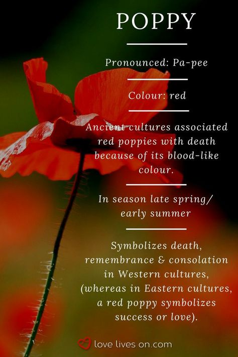 Poppy Flower Meaning, What Colors Represent, Remembrance Flowers, Poppy Garden, Flower Guide, Memorial Flowers, Flower Meanings, Color Meanings, Flower Names