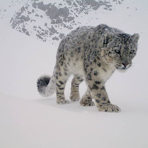 Snow Leopard Trust on Instagram: “Barpu was named for the glacier where he was first photographed by a camera trap. He was trekking along the glacier's stream, no doubt…” Snow Panther, Wild Cat Breeds, Northern Pakistan, Himalayan Cat, Gilgit Baltistan, Caught On Camera, Ghost Cat, The Himalayas, Animal Sketches