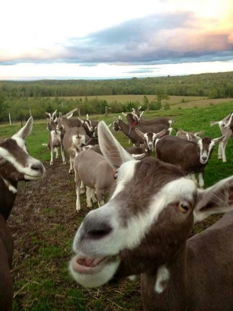 Simply Elegant Toggenburg Dairy Goats. Cute Goat Aesthetic, Goat Aesthetic Cute, The Mountain Goats Aesthetic, Goats Aesthetic Dark, Toggenburg Goat, Breeding Goats, Pet Goat Aesthetic, Goat Art, Dairy Goats