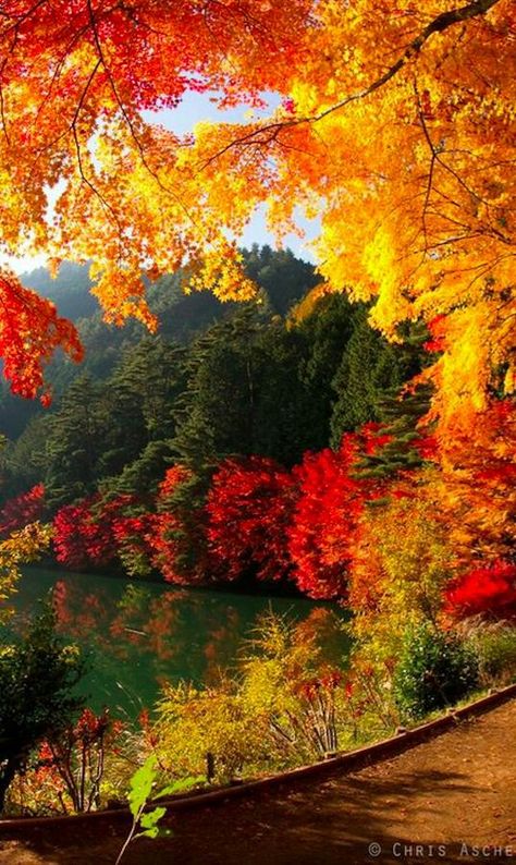 Hermosos colores! राधा कृष्ण वॉलपेपर, Fall Lovers, Autumn Wallpaper, Matka Natura, Wallpaper Cantik, Yamanashi, Japan Tattoo, Autumn Scenes, Okinawa Japan