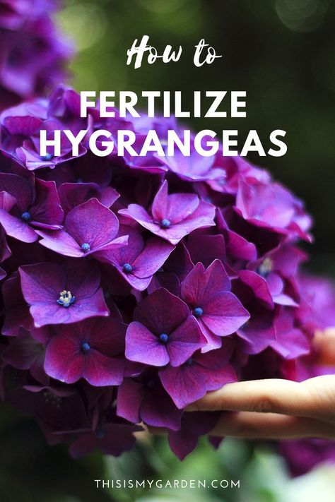 Hydrangea Plant Care, When To Prune Hydrangeas, Pruning Hydrangeas, Hydrangea Landscaping, Hydrangea Varieties, Hydrangea Care, Hydrangea Colors, Growing Hydrangeas, Growing Gardens