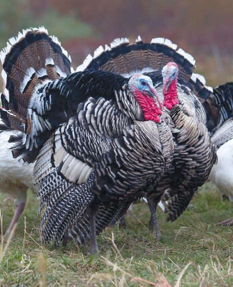 With their stunning black and white plumage, their glorious black and bronze tail feathers in full display and their dramatic red necks, Narragansett turkeys look like the idealized images of Pilgrim-era Thanksgiving turkeys. A local species, they take their name from Narragansett Bay. And they taste absolutely delicious, according to turkey fanciers in Rhode Island and beyond. So why are these birds an endangered breed? Narragansett Turkey, Turkey Breeds, Rhode Island Red Chickens, Thanksgiving Turkeys, Best Egg Laying Chickens, Rhode Island Red, Hunter Gatherer, Fabulous Kitchens, Hobby Farm