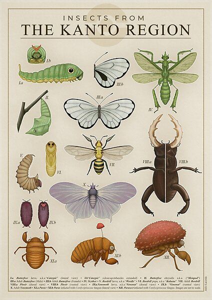 Insects from the Kanto Region by Julio Lacerda | Redbubble Fungi Images, Kanto Region, Pokemon Realistic, Pokemon Poster, Scientific Illustration, Pokemon Art, Fantasy Creatures, Aliens, Animal Crossing