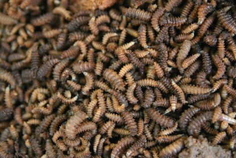 15 Facts About Maggots | Mental Floss Feeder For Chickens, Creepy Urban Legends, Black Soldier Fly, Jimmy Olsen, Digestive Juice, Fish Feed, Africa Do Sul, Fish Farming, Low Tech