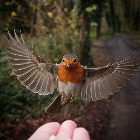 Birds Reference, Robin Bird Tattoos, Bird Funny, Robin Art, Vogel Tattoo, Grave Stone, Animal Aesthetic, British Garden, Young Animal