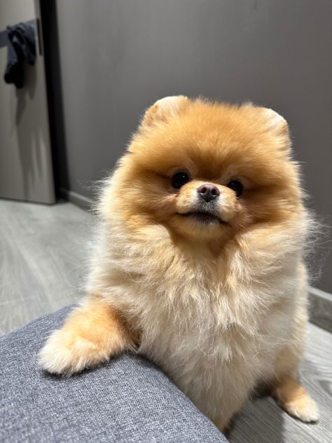 Cute Pomeranian