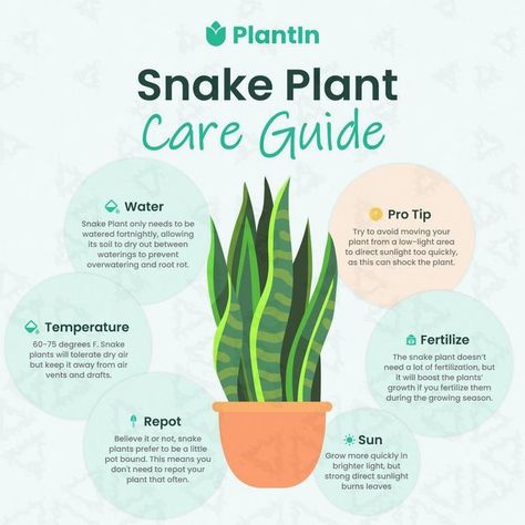 🌿 Snake Plant Care Guide 🌿 Snake plants are known for their resilience and low-maintenance needs, making them perfect for any indoor space. Here’s a quick guide to keep your snake plant healthy and thriving! 🪴✨ Water: 💧 Water your snake plant only once every two weeks. Let the soil dry out completely between waterings to prevent overwatering and root rot. Temperature: 🌡️ Ideal temperature range is between 60-75°F. Snake plants tolerate dry air but should be kept away from vents and drafts... Plant Care Guide, Snake Plant Care, Snake Plants, Plant Care Houseplant, Root Rot, Apartment Plants, Vegetable Garden Diy, Dry Air, Inside Plants