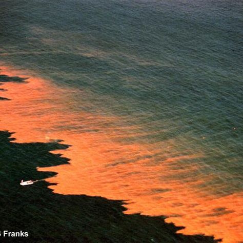 Red Tide, Blood Red Color, Dead Fish, Marine Mammals, Cool Pictures Of Nature, Natural Phenomena, Gulf Of Mexico, Amazing Nature, Natural Wonders