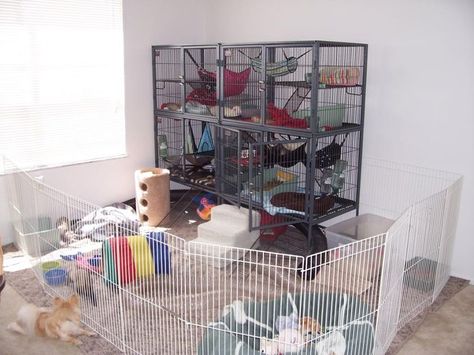 Free Roam Ferret Setup, Ferret Play Area Ideas, Rat Play Area, Ferret Room Ideas, Ferret Cage Ideas, Ferret Room, Ferret Ideas, Ferret Diy, Pet Rat Cages