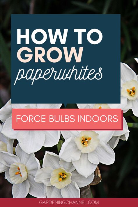 Paperwhite Narcissus, Narcissus Bulbs, Narcissus Flower, Gardening 101, Flower Gardening, Indoor Flowers, Spring Bulbs, Easy Garden, Grow Your Own Food