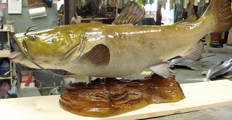 Flathead Catfish trophy on wood plaque Catfish Fish, Flathead Catfish, Fishing Catfish, Fish Taxidermy, Fish Reference, Fish Wood Carving, Fish Mounts, Taxidermy Decor, Trophy Fish