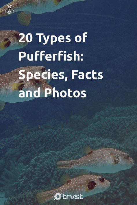 Plunge into the aquatic world with 20 types of pufferfish, from the vibrant Green Spotted Pufferfish to the small but mighty Nano Puffer Dwarf. Explore the unique traits of some of the fiercest fish in the ocean. Seek more? Find a wave of knowledge at the link. 🐠🌊 #Pufferfish #MarineLife #OceanFacts #FishSpecies #UnderwaterJourney Fish In The Ocean, Tropical Freshwater Fish, Equality And Diversity, Fish Feed, River Basin, Puffer Fish, Work Skills, Positive Living, Fishing Life