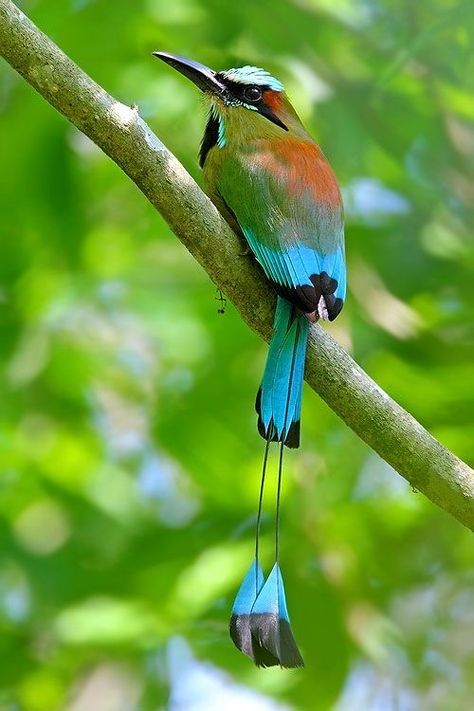 Turquoise-crowned Motmot Hummingbird Pictures, Hummingbird Art, Most Beautiful Birds, Colorful Animals, All Birds, Exotic Birds, Big Bird, Tropical Birds, Pretty Birds