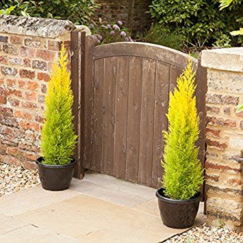 Golden Cypress, Lemon Cypress, Monterey Cypress, Italian Cypress, Potted Plants Outdoor, Patio Pots, Conifer Trees, Mirror Lake, Side Garden