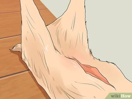 How to Skin a Deer (with Pictures) - wikiHow Field Dressing A Deer, Tanning Hides, Deer Hunting Tips, Hunting Tips, Loose Skin, A Deer, Deer Skin, Deer Hunting, In The Flesh