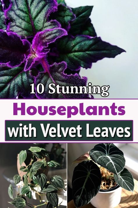 If you're fond of soft and fuzzy velvet texture, you're absolutely going to bring these beautiful Velvet Leaf Indoor Plants in your home. Velvet Plant, Plants With Velvet Leaves, White Velvet Plant, Black Velvet Plant, Velvet Leaf Philodendron, Alocasia Black Velvet Plant Care, Purple Velvet Plant, Large Leaf Plants, Purple Passion Plant