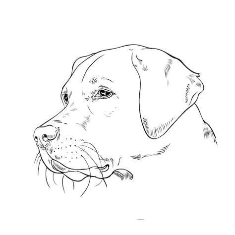 Vector labrador dog sketch | Premium Vector #Freepik #vector #line-drawing #sketch #cartoon-sketch #doodle-sketch Labrador Line Art, Lab Dog Drawing, Labrador Sketch, Labrador Tattoo, Desert Farm, Dog Face Drawing, Dog Drawing Simple, Sketch Cartoon, Cartoon Sketch