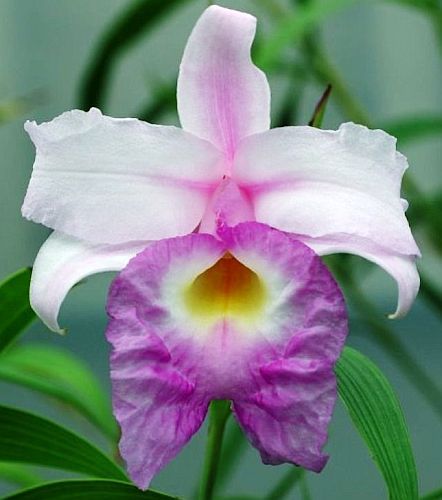 Bamboo-orchid: Sobralia veitchii - A beautiful orchid native to central and South America. The foliage is bamboo-like and the flowers are white with purple and a yellow center. Bamboo Orchid, Orchid Seeds, Different Types Of Flowers, Handmade Planter, Orchid Flowers, Orchid Care, Beautiful Orchids, Pretty Plants, Exotic Plants