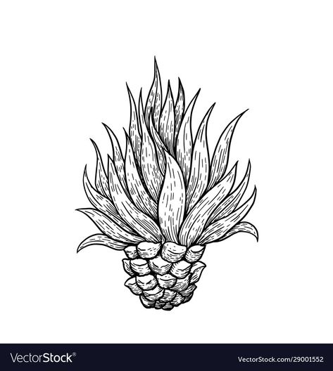 Blue Agave Plant Tattoo, Agave Plant Drawing, Agave Drawing, Agave Tattoo, White Background Drawing, Blue Agave Plant, Mexico Tattoo, Agave Cactus, Mexican Tattoo