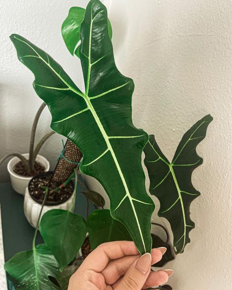 Alocasia Sarian, Alocasia Lauterbachiana, Alocasia Reginula, Alocasia Regal Shields, Alocasia Brancifolia, Water Mist, Eco Friendly, House Plants, Plant Leaves