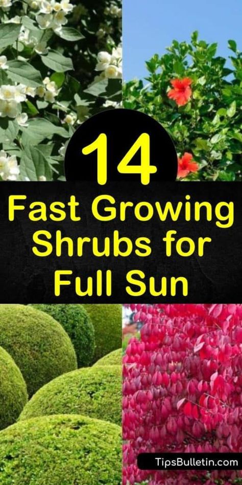 14 Fast Growing Shrubs for Full Sun and High Impact Shrubs For Full Sun, Full Sun Landscaping, Perennials Low Maintenance, Low Maintenance Landscaping Front Yard, Full Sun Shrubs, Shrubs For Landscaping, Fast Growing Shrubs, Low Growing Shrubs, Low Maintenance Shrubs