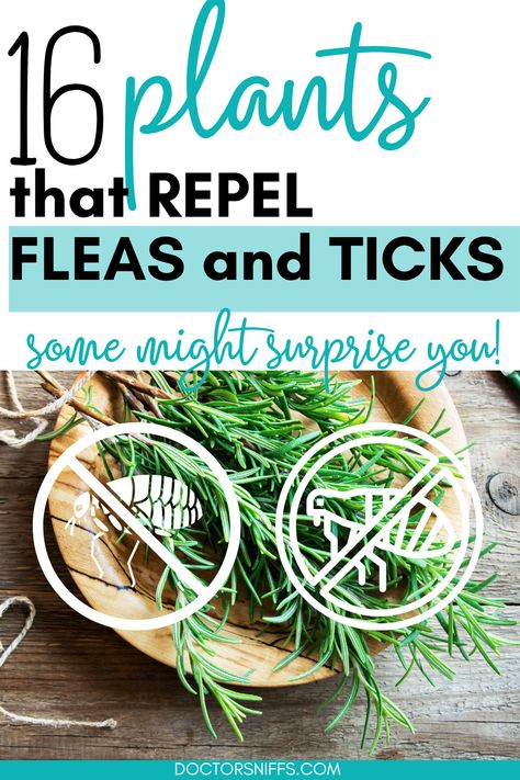 16 Plants that Repel Fleas and Ticks Homemade Flea Spray, Natural Flea Remedies, Citronella Plant, Flea Remedies, Flea Repellent, Pest Repellent, Flea And Tick Spray, Rosemary Water, Flea Spray