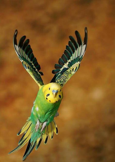 Parakeet in flight Budgies Bird, Budgie Parakeet, Australian Birds, Funny Birds, Australian Animals, Pet Bird, Bird Pictures, Exotic Birds, Pretty Birds