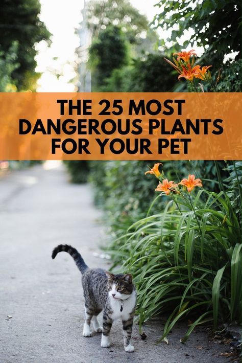 Keep your pet away from these plants that are toxic for cats and dogs. | The 25 Most Dangerous Plants for Your Pet Toxic For Cats, Pet Friendly Garden, Dangerous Plants, Dog Safe Plants, Safe House Plants, Cat Friendly Plants, Common Garden Plants, Toxic Plants For Cats, Toxic To Cats