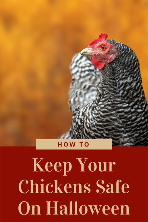 Great info! Halloween can be stressful for chickens, so it's important to know how you can keep you chickens safe on Halloween! Good info for backyard chicken beginners! Safe Chicken Coop, Protein For Chickens, Urban Chicken Farming, Baby Chicks Raising, Chicken Diet, Chicken Toys, Chicken Treats, Best Chicken Coop, Raising Backyard Chickens