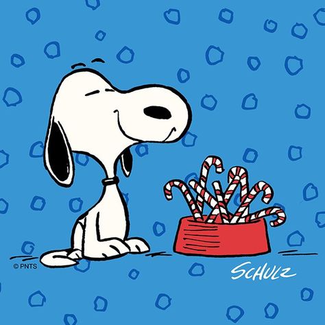 Christmas Eve Quotes, Good Morning Christmas, Happy Christmas Eve, Snoopy Comics, Its Christmas Eve, Snoopy Images, Merry Christmas Eve, Snoopy Quotes, Peanuts Christmas