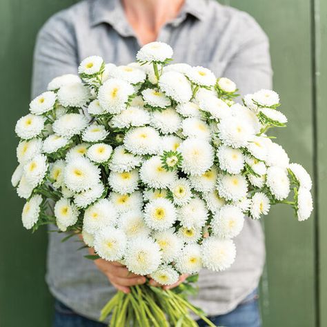 New Flower Seeds & Bulbs for 2021 | Johnny's Selected Seeds White Aster, China Aster, Callistephus Chinensis, Garden Mum, Hanging Herbs, White Garden, Plant Spacing, Fresh Cut Flowers, White Gardens