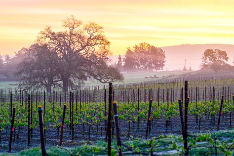 7 Underrated Places you Have to Stop on Your California Road Trip Napa Valley Style, Marriott Vacation Club, Napa Valley Vineyards, Petaluma California, Napa Valley Wine, California Travel Road Trips, Sonoma County, Scenic Drive, Hill Country