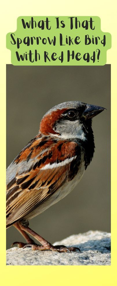 Red Headed Sparrow, Wherever You Will Go, What Is A Bird, Common Birds, House Sparrow, Brown Bird, American Continent, Kinds Of Birds, Other Mothers