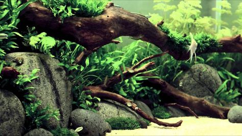 River bed aquascape River Aquascape, Reef Tank Aquascaping, Tanaman Air, Biotope Aquarium, River Style, Fish Tank Themes, Aquarium Landscape, Betta Tank, Aquascape Aquarium