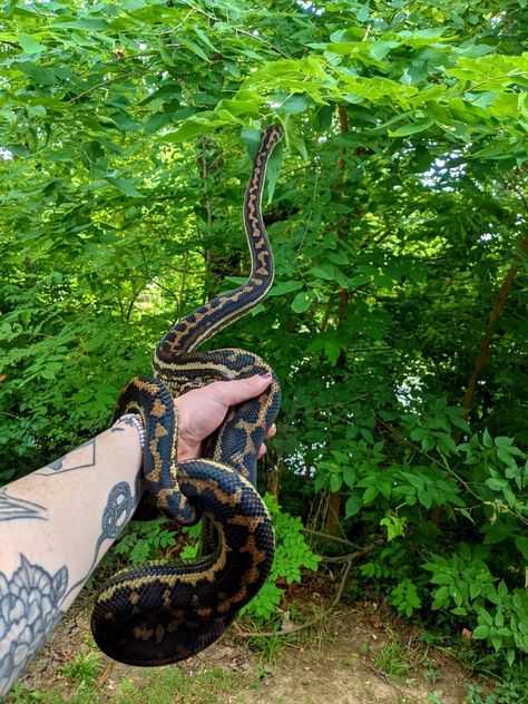 pet snake carpet python Carpet Python Enclosure, Snake Carpet, Python Enclosure, Weird Pets, Carpet Python, Snake Enclosure, Female Leopard, Pet Snakes, Cute Snakes