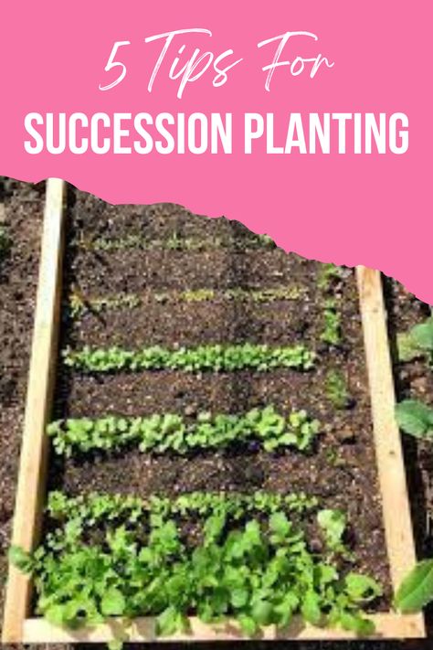 Succession Planting Chart, Vegetable Growing Chart, Garden Planing, Small Backyard Garden, Succession Planting, Gardening Vegetables, Natural Pest Control, Small Backyard Gardens, Growing Tips