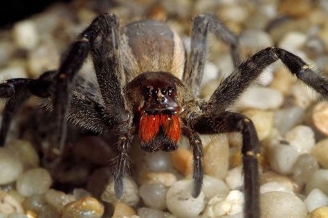 Brazilian Wandering Spider, do get bit! -Tony C. Wandering Spider, Brazilian Wandering Spider, Scary Spiders, Poisonous Animals, Poisonous Spiders, Venomous Animals, Cute Insects, Spider Venom, Types Of Spiders