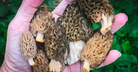 Foraging Morel Mushrooms: Identification & Look-alikes Mushrooms Identification, Morel Mushroom Hunting, Edible Wild Mushrooms, Lobster Mushroom, Medicinal Wild Plants, Medicinal Weeds, Path Edging, Morel Mushrooms, Morel Mushroom