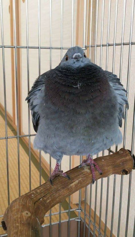 Pet Pigeon, Cute Pigeon, Animal References, Silly Animals, Cute Wild Animals, Animal Sketches, Pretty Birds, Cute Birds, Cute Creatures