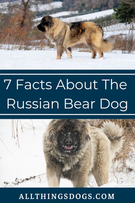 Touted as one of the riskiest dogs to bring home, the Russian bear Dog AKA the Caucasian Shepherd is a historic protector and a devoted guardian. Read our guide to discover 7 facts you didn't know about this gentle giant, who is bold and fearless on the outside.  #russianbeardog #russianbeardogfacts #caucasianshepherd Russian Caucasian Mountain Dog, Russian Bear Dog, Tattoos Pets, Pet Tattoo Ideas, Caucasian Ovcharka, Bear Dog Breed, Strong Dogs, Russian Bear, Caucasian Shepherd Dog