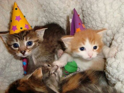 #kittens wearing party hats Kitten Party, Bored Dog, Kitten Images, Kitten Birthday, Image Cat, Happy Birthday Fun, Cat Party, Cat Birthday, Cute Cats And Kittens