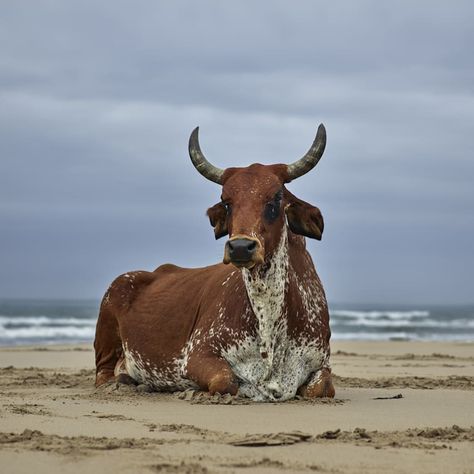 Daniel Naudé, Xhosa Cow Sitting on the Shore, Eastern Cape, 2018 | Print Sales Gallery | The Photographers' Gallery Nguni Cows, Cow Sitting, Nguni Cattle, Cow Photography, Cow Drawing, Cow Photos, Photographers Gallery, Eastern Cape, Like Animals